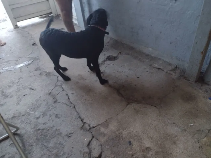 Cachorro raça Labrador idade 2 a 6 meses nome amora