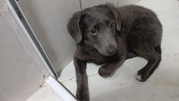 Cachorro raça SRD-ViraLata idade 1 ano nome Murilo Rafael Santos Pinto