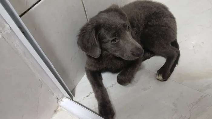 Cachorro raça SRD-ViraLata idade 1 ano nome Murilo Rafael Santos Pinto