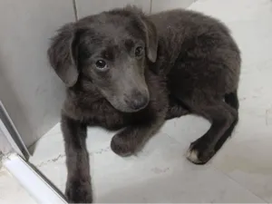 Cachorro raça SRD-ViraLata idade 1 ano nome Murilo Rafael Santos Pinto