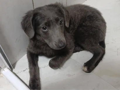 Cachorro raça SRD-ViraLata idade 1 ano nome Layla