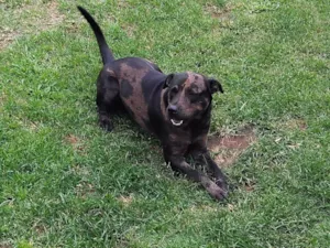 Cachorro raça SRD-ViraLata idade 1 ano nome Thor 