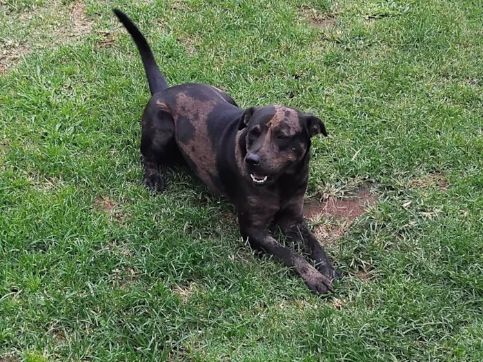 Cachorro raça SRD-ViraLata idade 1 ano nome Thor 