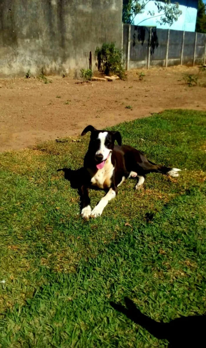 Cachorro raça SRD-ViraLata idade 4 anos nome Huck