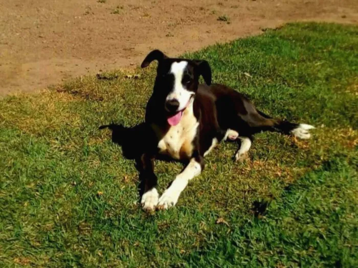 Cachorro raça SRD-ViraLata idade 4 anos nome Huck