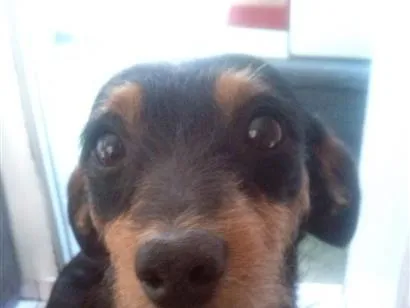 Cachorro raça SRD-ViraLata idade 1 ano nome snoopy 