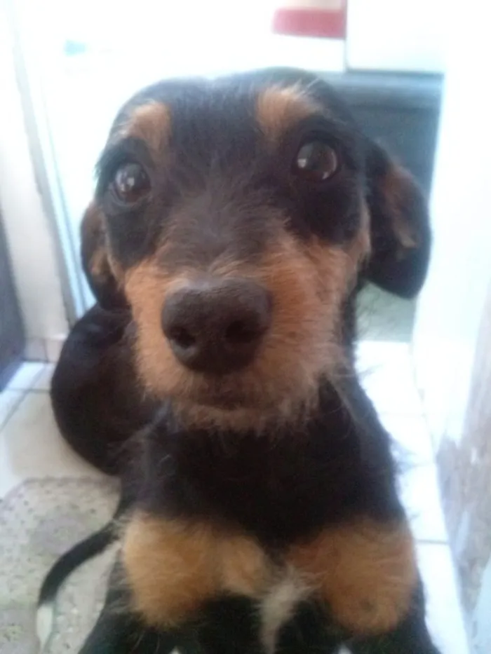 Cachorro raça SRD-ViraLata idade 1 ano nome snoopy 