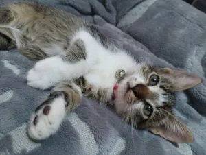 Gato raça SRD-ViraLata idade Abaixo de 2 meses nome Jade