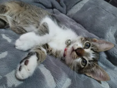 Gato raça SRD-ViraLata idade Abaixo de 2 meses nome Jade