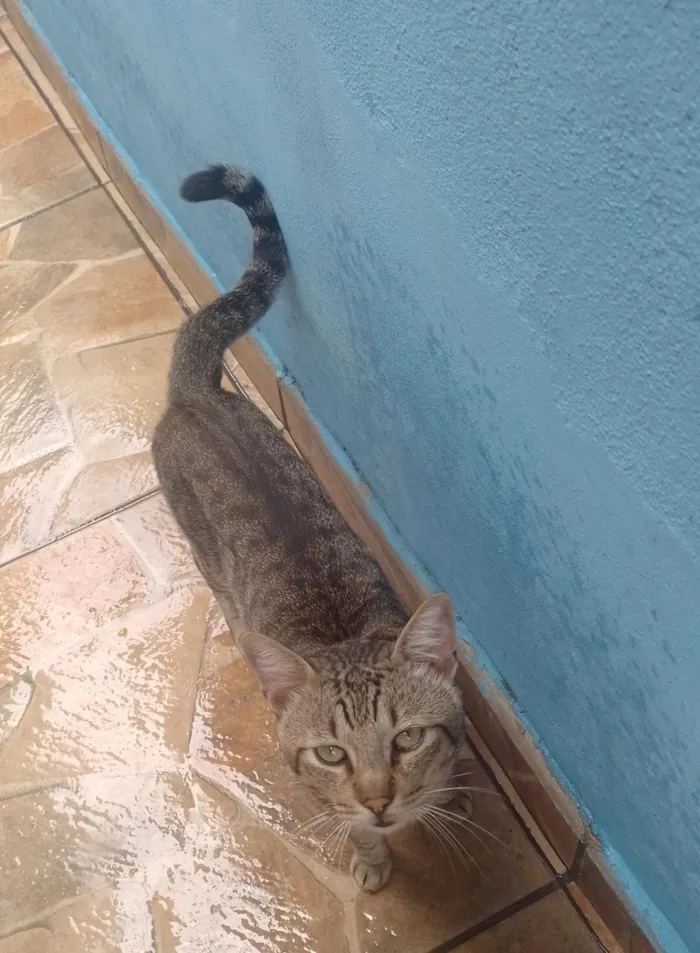 Gato raça SRD-ViraLata idade 4 anos nome Pagode