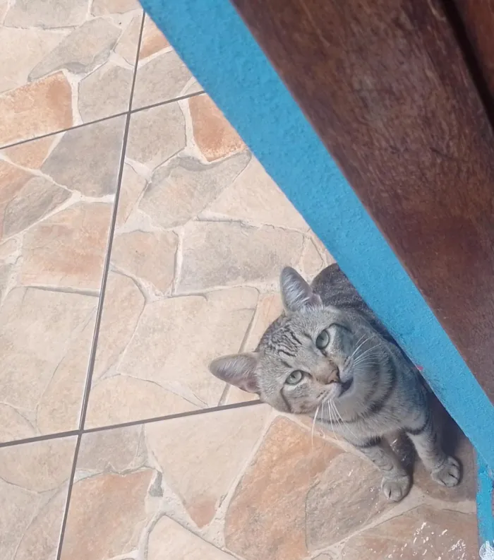 Gato raça SRD-ViraLata idade 4 anos nome Pagode