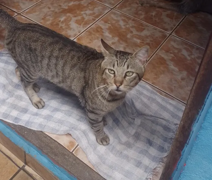 Gato raça SRD-ViraLata idade 4 anos nome Pagode
