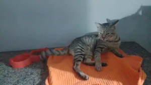 Gato raça SRD-ViraLata idade 4 anos nome Pagode