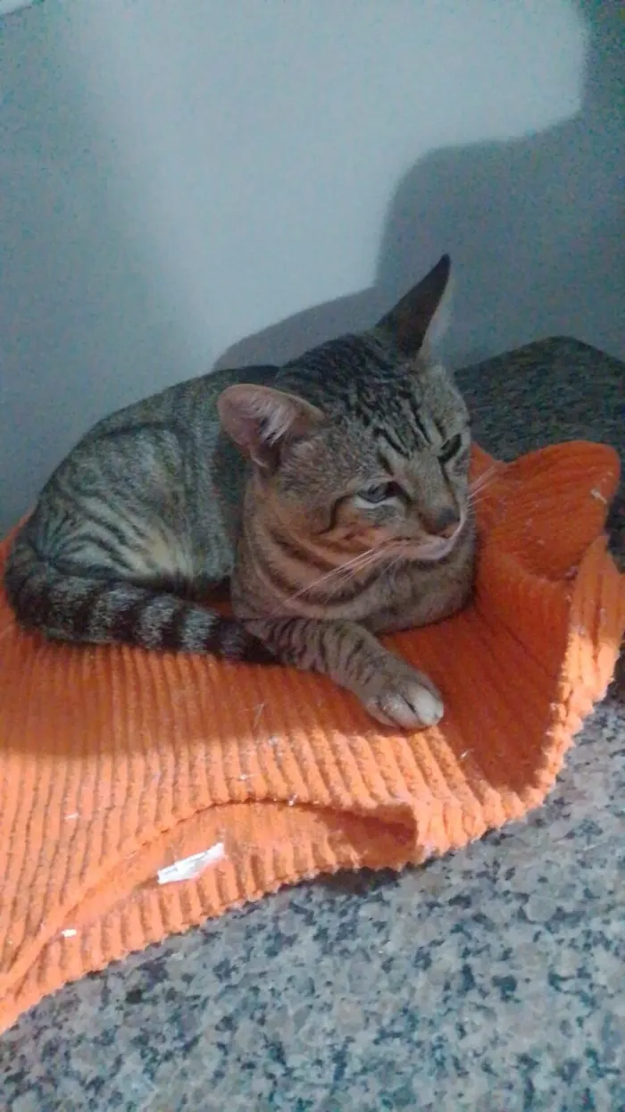 Gato raça SRD-ViraLata idade 4 anos nome Pagode