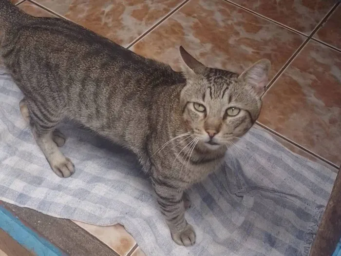 Gato raça SRD-ViraLata idade 4 anos nome Pagode