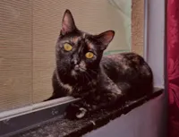 Gato raça SRD-ViraLata idade 2 anos nome Yumi