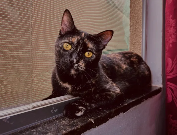 Gato raça SRD-ViraLata idade 2 anos nome Yumi