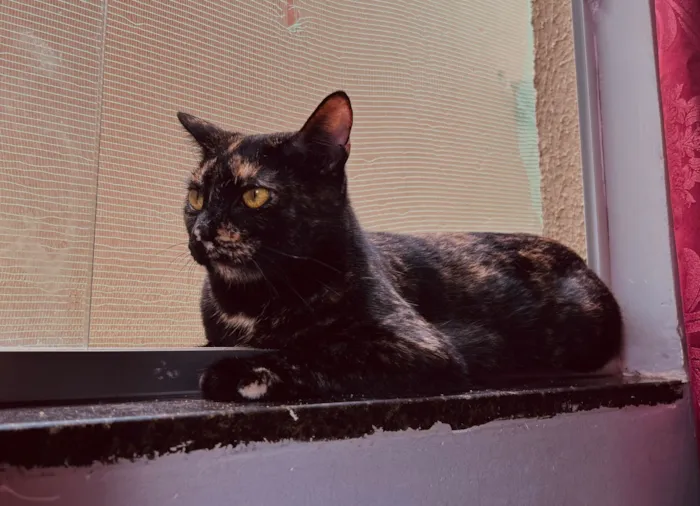 Gato raça SRD-ViraLata idade 2 anos nome Yumi