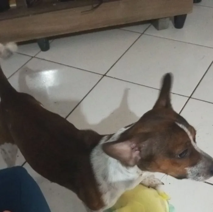 Cachorro raça Pinscher idade 1 ano nome Maylon