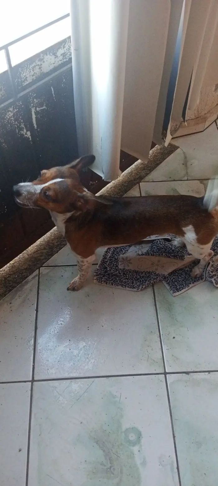 Cachorro raça Pinscher idade 1 ano nome Maylon