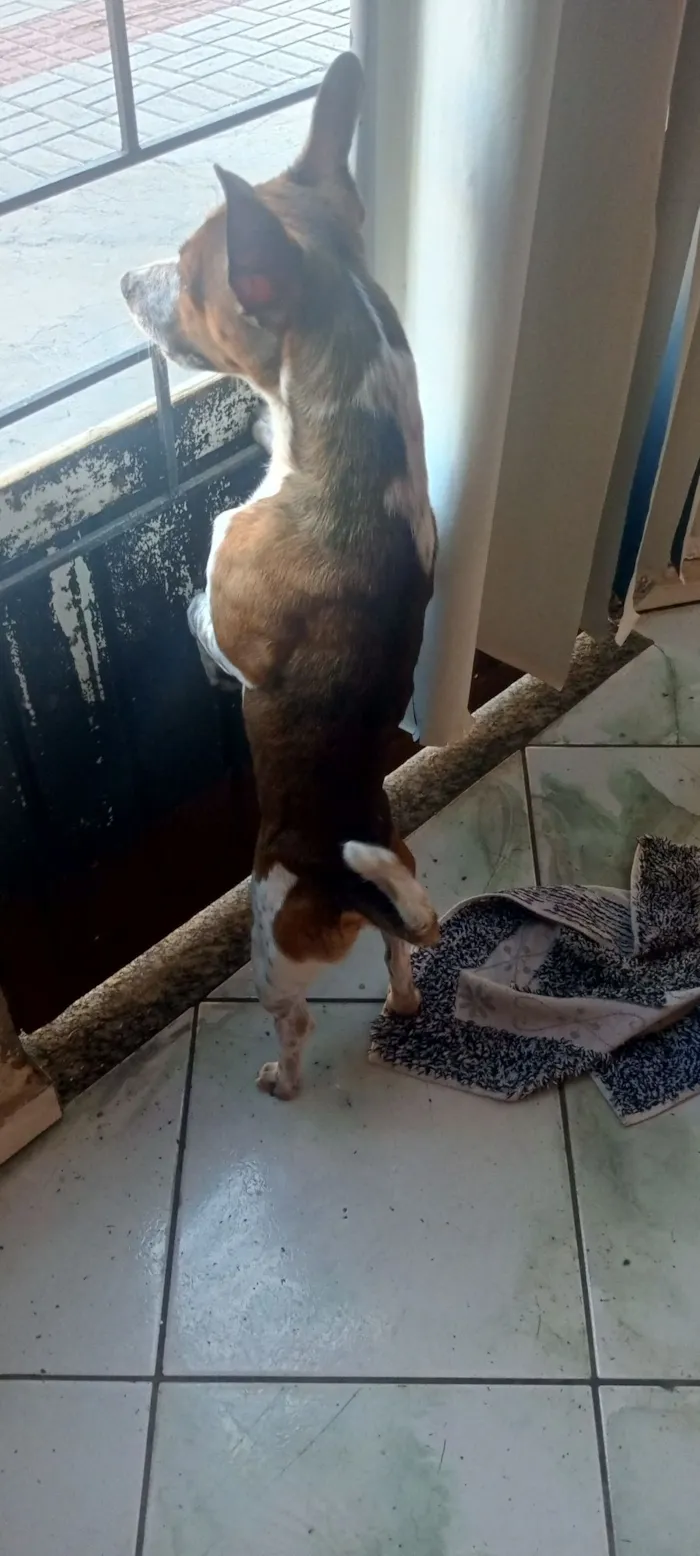 Cachorro raça Pinscher idade 1 ano nome Maylon