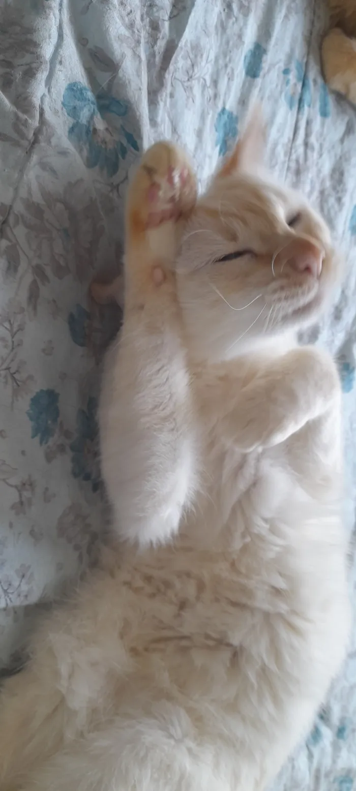 Gato raça SRD-ViraLata idade 6 ou mais anos nome Branquinho