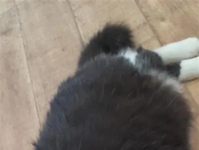 Gato raça SRD-ViraLata idade 6 ou mais anos nome Frajola