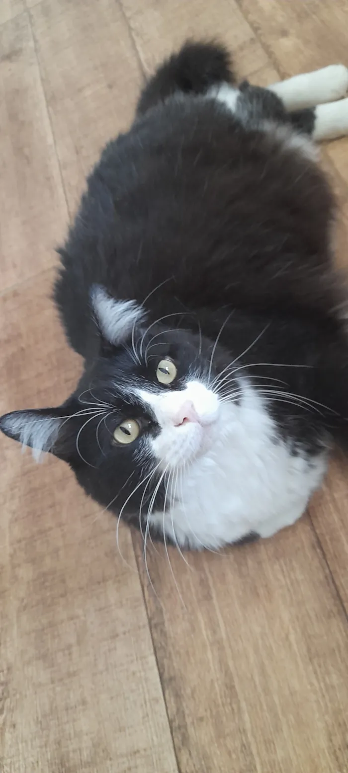 Gato raça SRD-ViraLata idade 6 ou mais anos nome Frajola