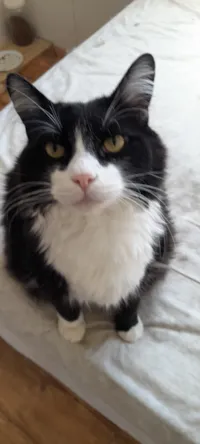 Gato raça SRD-ViraLata idade 6 ou mais anos nome Frajola