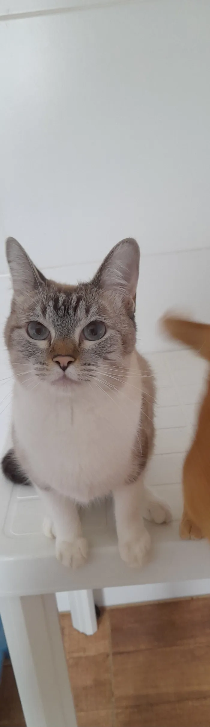 Gato raça SRD-ViraLata idade 6 ou mais anos nome Cinzinha 