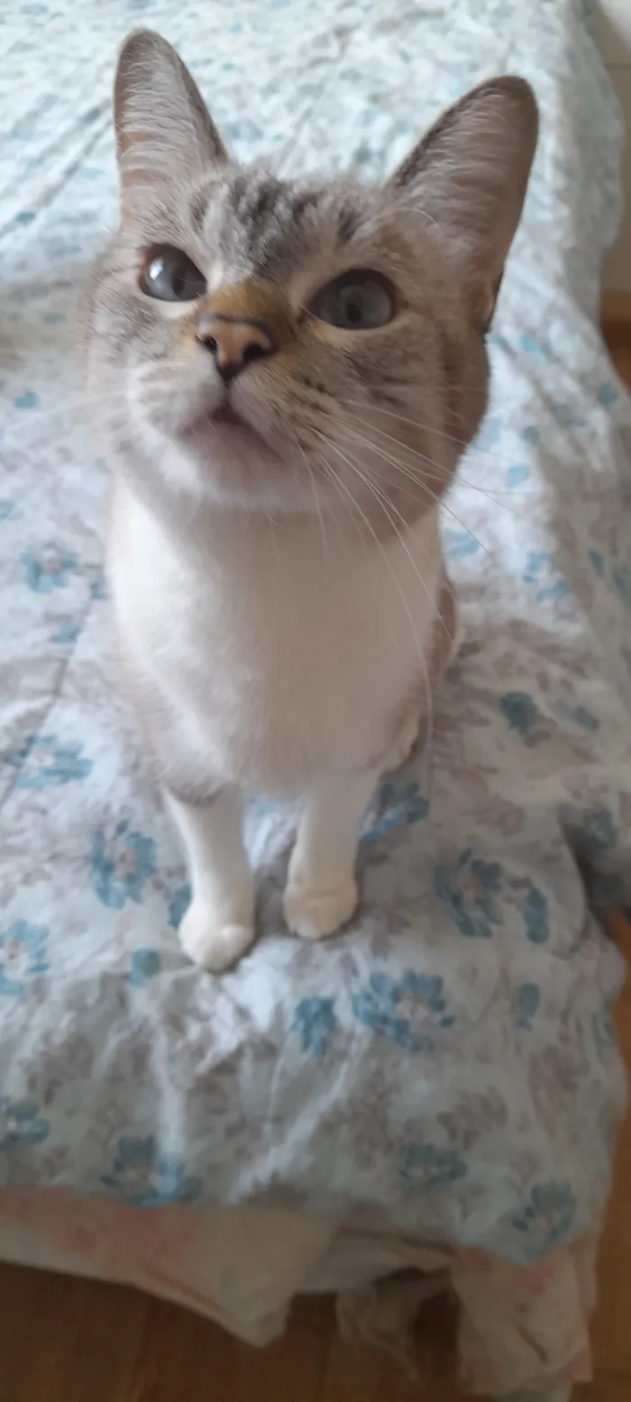 Gato raça SRD-ViraLata idade 6 ou mais anos nome Cinzinha 