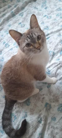 Gato raça SRD-ViraLata idade 6 ou mais anos nome Cinzinha 