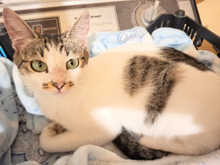 Gato raça SRD-ViraLata idade 2 a 6 meses nome 05 gatinhas filhotes pra adoção 