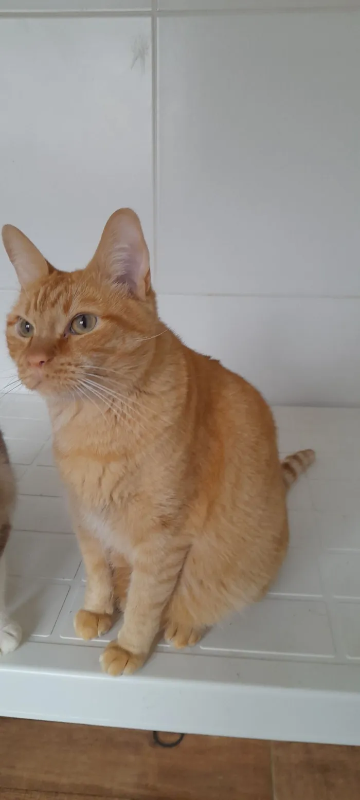 Gato raça SRD-ViraLata idade 6 ou mais anos nome Laranjinha