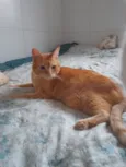 Gato raça SRD-ViraLata idade 6 ou mais anos nome Laranjinha