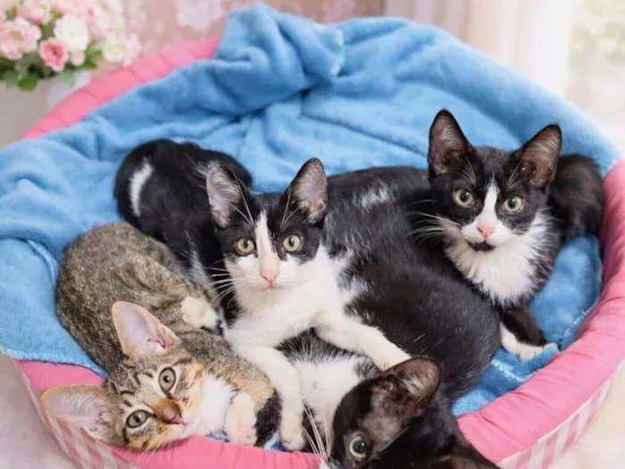 Gato raça SRD-ViraLata idade 2 a 6 meses nome 05 gatinhas filhotes pra adoção 