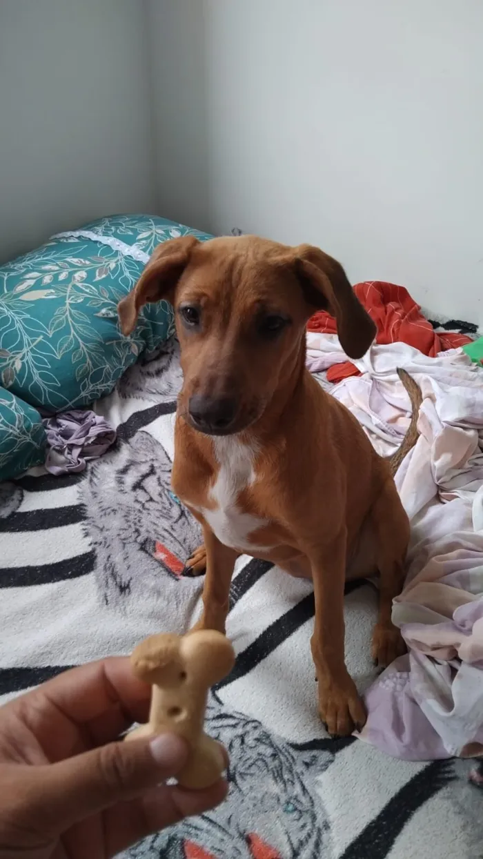 Cachorro raça SRD-ViraLata idade 2 a 6 meses nome cacau
