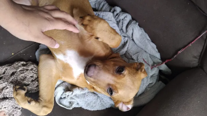 Cachorro raça SRD-ViraLata idade 2 a 6 meses nome cacau