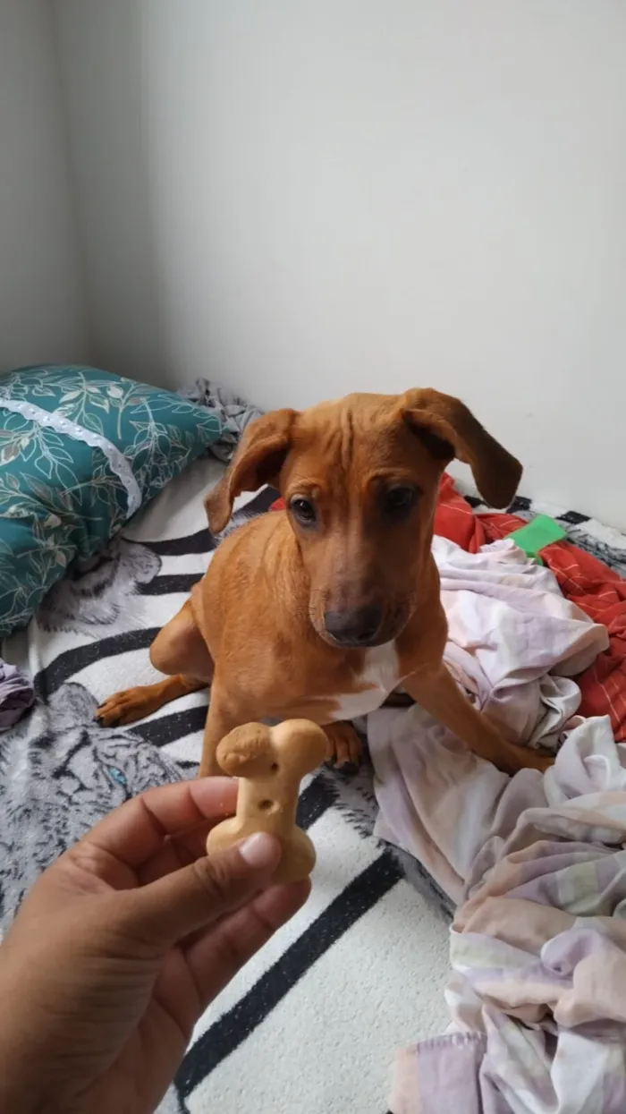 Cachorro raça SRD-ViraLata idade 2 a 6 meses nome cacau