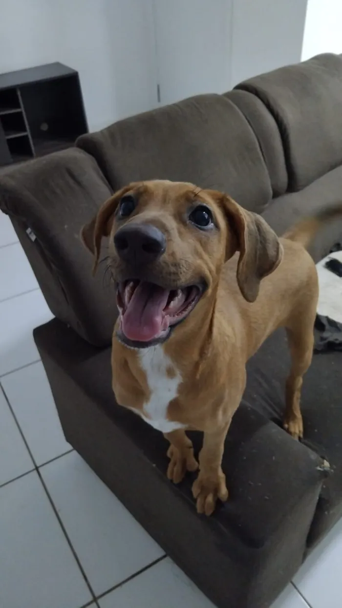 Cachorro raça SRD-ViraLata idade 2 a 6 meses nome cacau