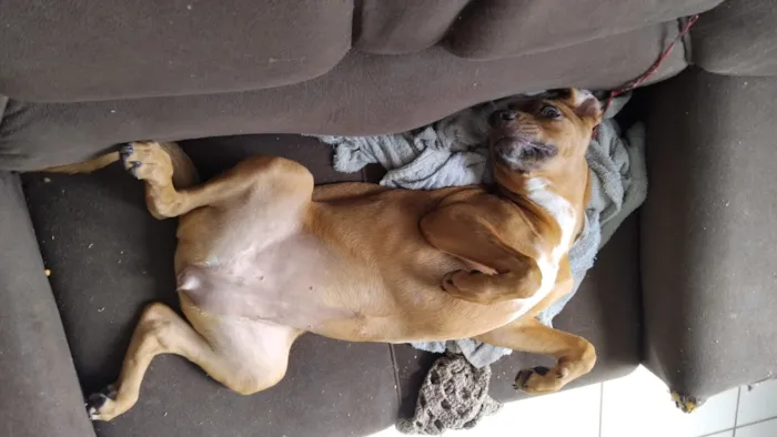 Cachorro raça SRD-ViraLata idade 2 a 6 meses nome cacau