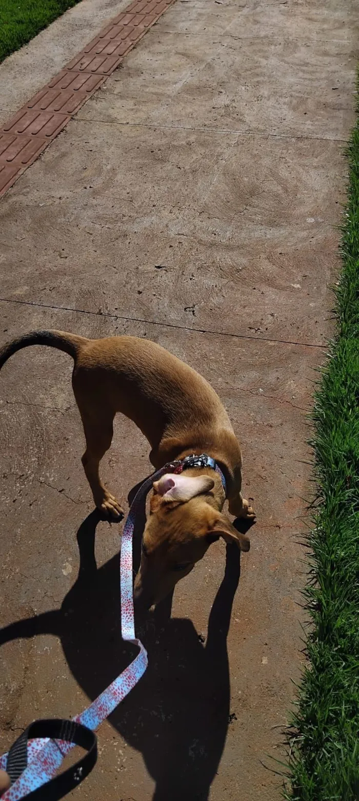 Cachorro raça SRD-ViraLata idade 2 a 6 meses nome cacau