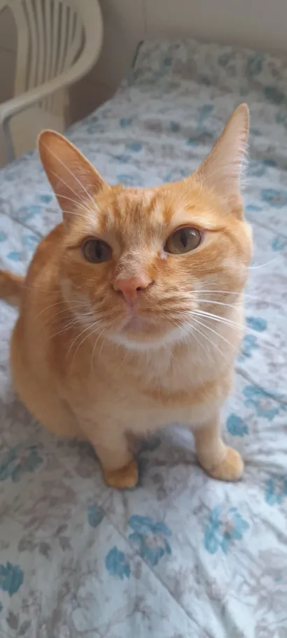 Gato raça SRD-ViraLata idade 6 ou mais anos nome Laranjinha 