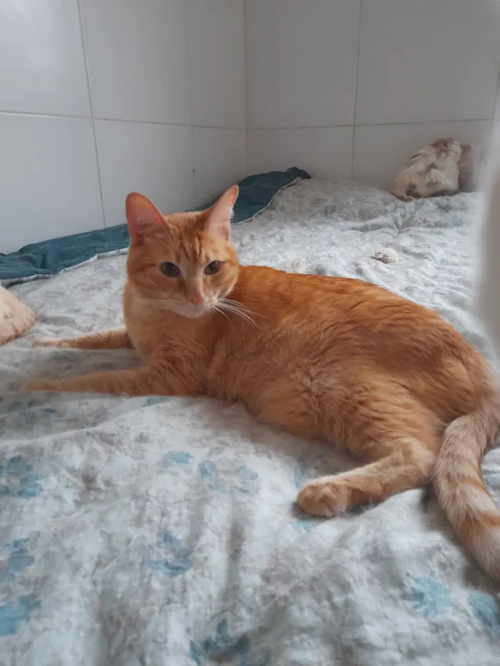 Gato raça SRD-ViraLata idade 6 ou mais anos nome Laranjinha 