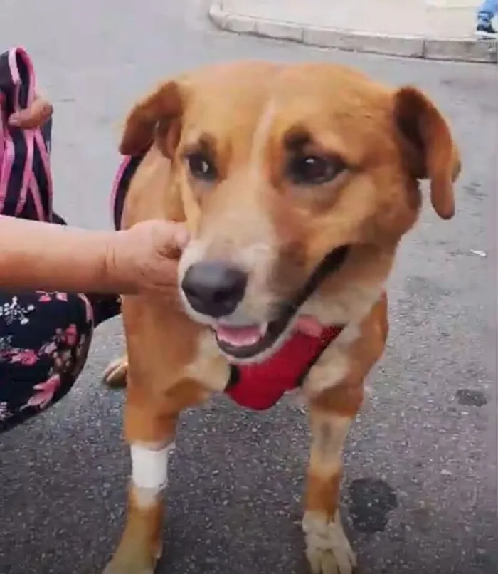 Cachorro raça SRD-ViraLata idade 4 anos nome Mel