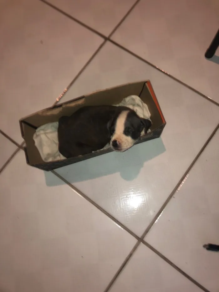 Cachorro raça SRD-ViraLata idade Abaixo de 2 meses nome GUSTAVO LUSTOSA PITANGA