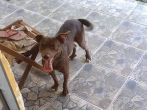 Cachorro raça Pit-Bull idade 4 anos nome Caramelo