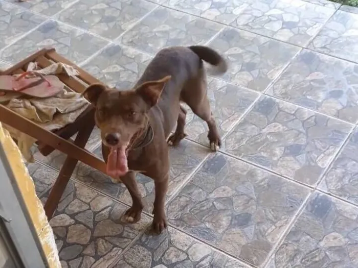 Cachorro raça Pit-Bull idade 4 anos nome Caramelo
