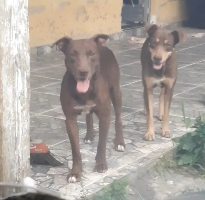 Cachorro raça Pit-Bull idade 4 anos nome Caramelo