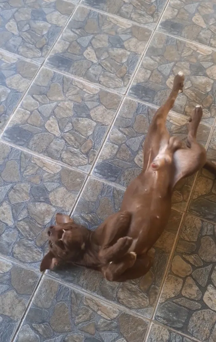 Cachorro raça Pit-Bull idade 4 anos nome Caramelo